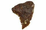 Fossil Shark Tooth (Hemipristis) From Angola - Unusual Location #259442-1